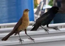 bird grackle.webp
