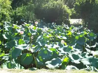 lotus1.webp