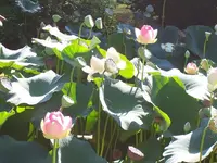 lotus2.webp
