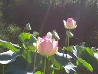 lotus3.webp