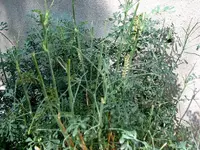 TwoSeveralonRue.webp