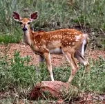 oklahoma8.webp