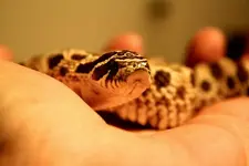 hognose.webp