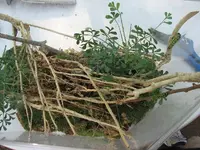 Terrarium.webp
