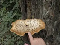 shroom 3 e.webp