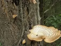 shroom 4 e.webp