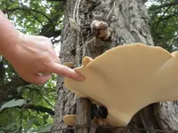 shroom 5 e.webp
