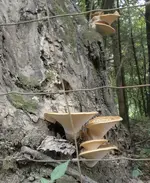 smaller shrooms 1 e.webp
