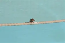 MOUSE_001 (Small).webp