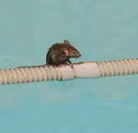 MOUSE_003.webp