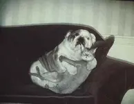 FWThesto.webp