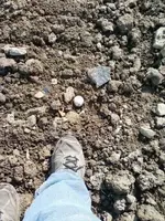 one of many golf balls.webp