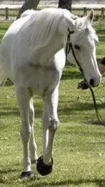 bd_1.webp