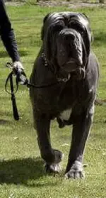 bd_2.webp