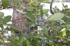 blu 001.webp