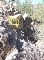 where four sitmantis.webp