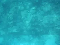P 013.webp