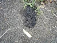 Down MT Roads 008.webp