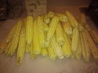 meandcorn2.webp
