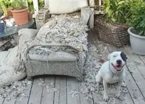 dog1.webp