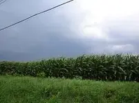 The Field 001.webp