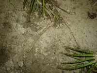 The Field 008.webp