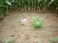 The Field 013.webp