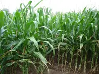 The Field 011.webp