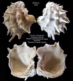 bivalveArcinellaB.webp
