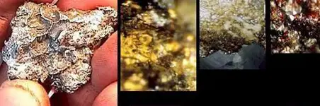 waltsgoldzoomed.webp