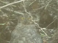 owl.webp