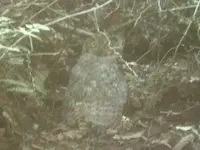 owl2.webp