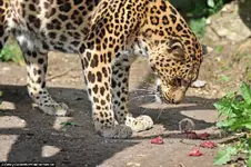 catmouse_1.webp