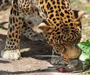 catmouse_2.webp