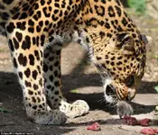catmouse_3.webp