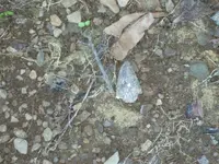 8-30-10 insitu.webp