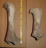 bones.webp