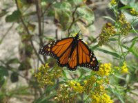 monarch small.jpg