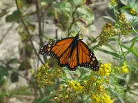 monarch small.webp
