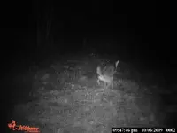 Dang Coyotes.webp