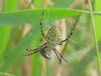 spider small.webp