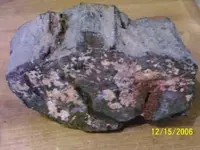 petrified rock.webp