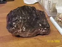 petrified rock-1.webp