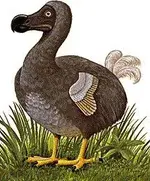 dodo.webp