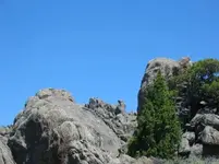 bird.webp
