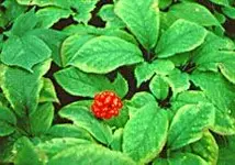 ginseng2.webp