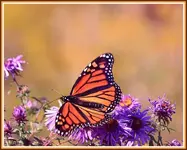 IMG_8709 monarch color in hanchjed.webp