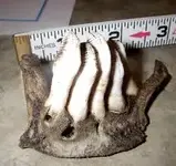 carp teeth.webp