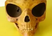 sealandskull.webp