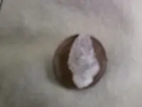 penny bird2.webp